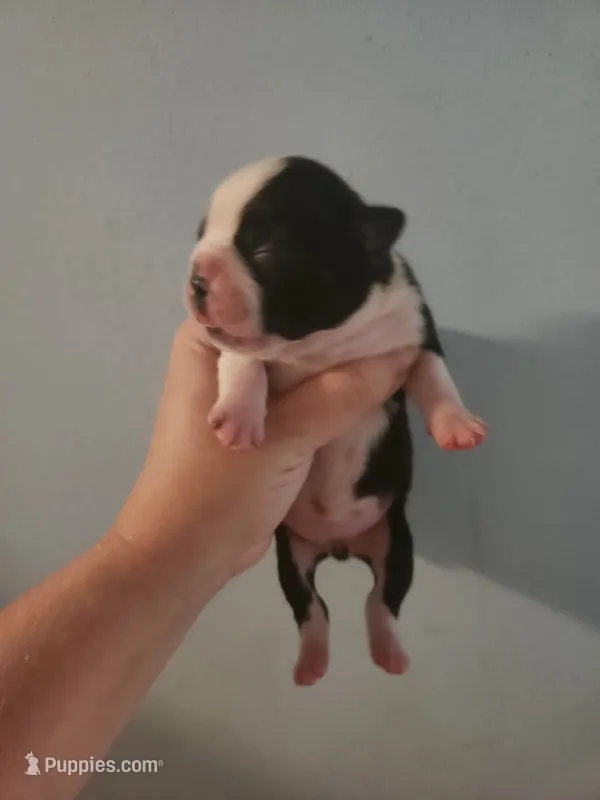 Black and white female  – Boston Terrier puppy for sale in Morris, AL