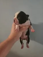 Black and white female , a female Boston Terrier for sale in Morris, AL – 1 of 2