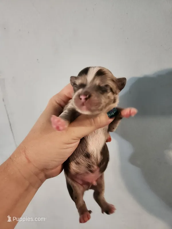 Ckc merle male chihuahua  – Chihuahua puppy for sale in Morris, AL