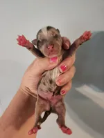 Ckc merle male chihuahua , a male Chihuahua for sale in Morris, AL – Photo 2 of 2