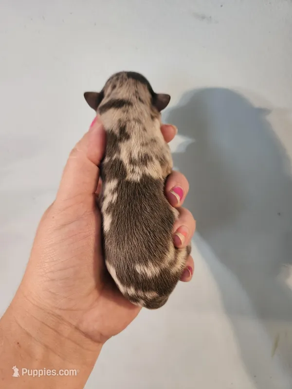 Ckc merle male chihuahua  – Chihuahua puppy for sale in Morris, AL