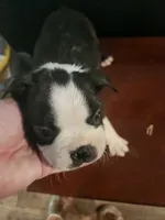 Akc/ckc Boston terrier male, a male Boston Terrier for sale in Morris, AL – 9 of 10