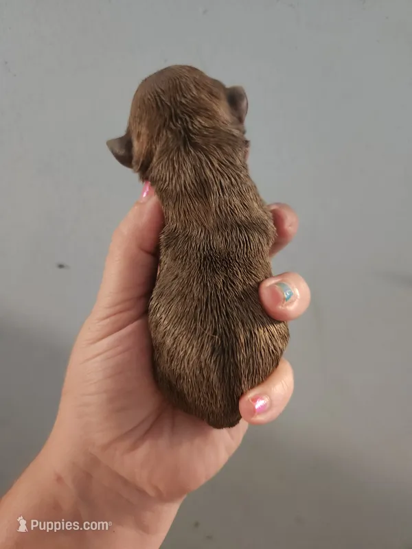 Ckc chihuahua  – Chihuahua puppy for sale in Morris, AL