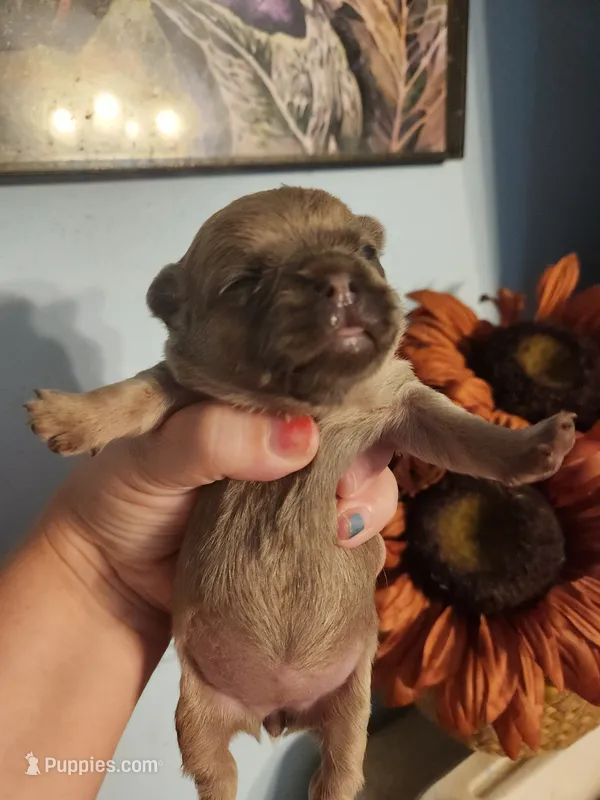 French Bullhuahua 3 – French Bulldog, Chihuahua puppy for sale in Morris, AL