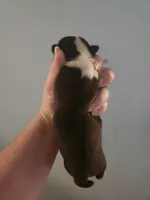Black and white female , a female Boston Terrier for sale in Morris, AL – 2 of 2