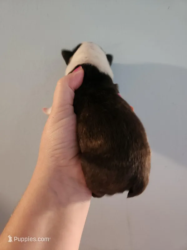 Akc/ckc Boston Terrier male  – Boston Terrier puppy for sale in Morris, AL