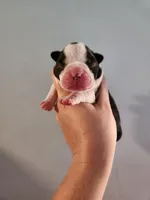 Akc/ckc Boston Terrier male , a male Boston Terrier for sale in Morris, AL – Photo 2 of 2