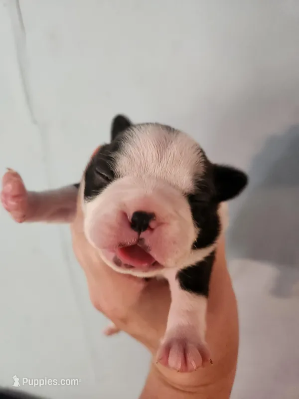 Akc/ckc Boston Terrier male  – Boston Terrier puppy on hold in Morris, AL