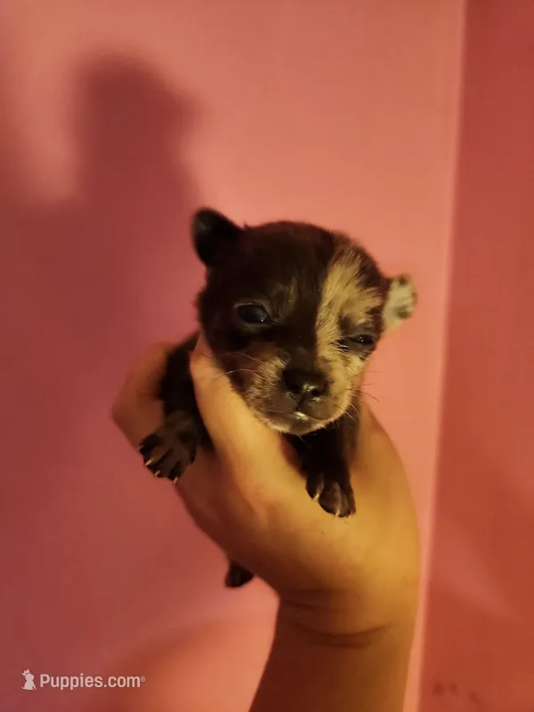 Ckc merle male pomchi  – Chihuahua, Pomeranian puppy for sale in Morris, AL