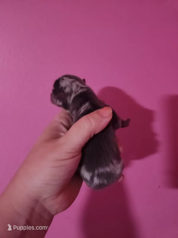 Ckc merle male pomchi  – Chihuahua, Pomeranian puppy for sale in Morris, AL