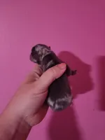 Ckc merle male pomchi , a male Chihuahua and Pomeranian for sale in Morris, AL – Photo 1 of 3