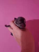 Ckc merle male pomchi , a male Chihuahua and Pomeranian for sale in Morris, AL – Photo 2 of 3