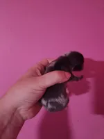 Ckc merle male pomchi , a male Chihuahua and Pomeranian for sale in Morris, AL – Photo 3 of 3