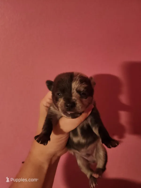Ckc merle male pomchi  – Chihuahua, Pomeranian puppy for sale in Morris, AL