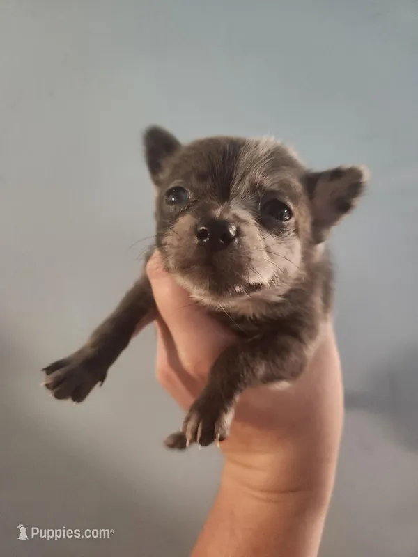 Ckc merle male pomchi  – Chihuahua, Pomeranian puppy for sale in Morris, AL