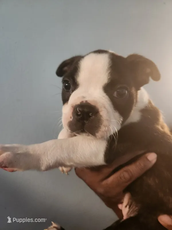 Akc/ckc Boston terrier male – Boston Terrier puppy for sale in Morris, AL