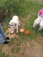Legend, a male Great Pyrenees for sale in Morris, AL – 5 of 10