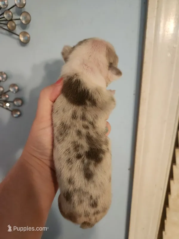 Merle female  – Boston Terrier puppy for sale in Morris, AL
