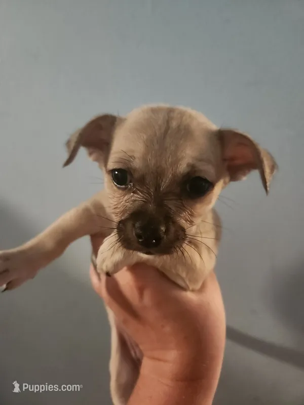 Chihuahua female  – Chihuahua puppy for sale in Morris, AL