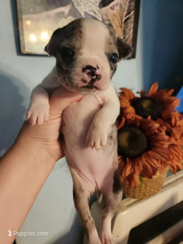 Merle female  – Boston Terrier puppy for sale in Morris, AL