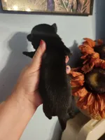 Ckc chihuahua , a male Chihuahua for sale in Morris, AL – 6 of 10