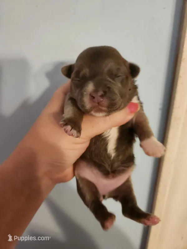 French Bullhuahua 4 – French Bulldog, Chihuahua puppy for sale in Morris, AL