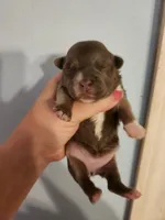 French Bullhuahua 4, a female French Bulldog and Chihuahua for sale in Morris, AL – 1 of 2