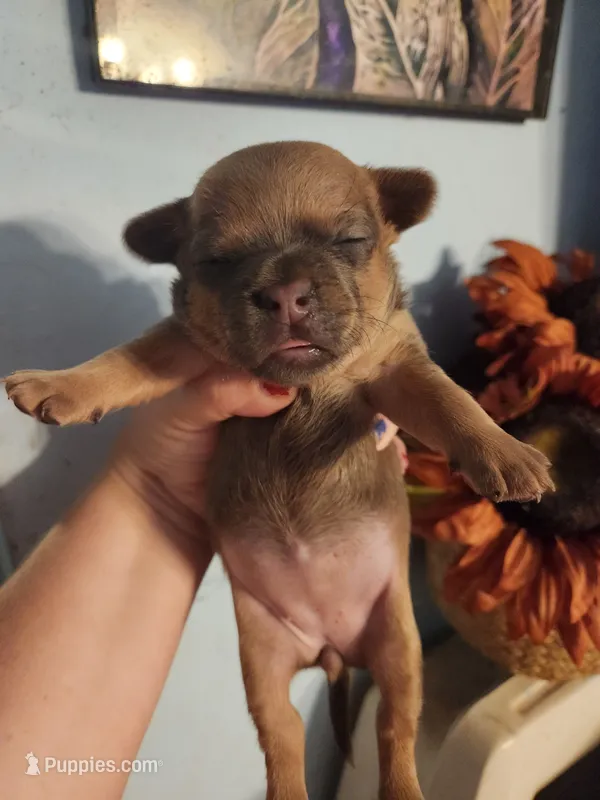 French Bullhuahua 1 – French Bulldog, Chihuahua puppy for sale in Morris, AL