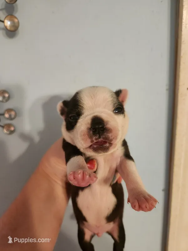 Black and white male  – Boston Terrier puppy for sale in Morris, AL