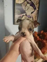 Merle female , a female Boston Terrier for sale in Morris, AL – 2 of 10
