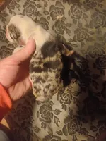 Ckc frenchton, a male Boston Terrier and French Bulldog for sale in Morris, AL – Photo 3 of 8