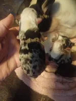 Ckc frenchton, a male Boston Terrier and French Bulldog for sale in Morris, AL – Photo 4 of 8