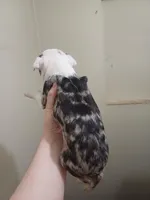 Ckc frenchton, a male Boston Terrier and French Bulldog for sale in Morris, AL – Photo 8 of 8