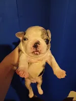 Ckc frenchton, a male Boston Terrier and French Bulldog for sale in Morris, AL – Photo 2 of 8