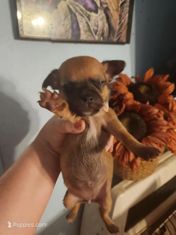 Ckc chihuahua  – Chihuahua puppy for sale in Morris, AL