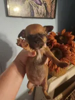 Ckc chihuahua , a female Chihuahua for sale in Morris, AL – 3 of 6