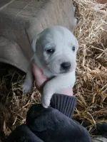 Male, a male American Bulldog and Great Pyrenees for sale in Morris, AL – Photo 3 of 6