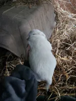 Male, a male American Bulldog and Great Pyrenees for sale in Morris, AL – Photo 2 of 6