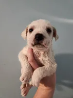 Male, a male American Bulldog and Great Pyrenees for sale in Morris, AL – Photo 1 of 6