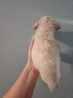 Male, a male American Bulldog and Great Pyrenees for sale in Morris, AL – Photo 4 of 6