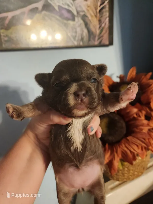 French Bullhuahua 4 – French Bulldog, Chihuahua puppy for sale in Morris, AL