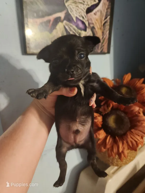 Ckc chihuahua  – Chihuahua puppy for sale in Morris, AL