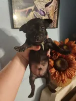 Ckc chihuahua , a male Chihuahua for sale in Morris, AL – 1 of 10