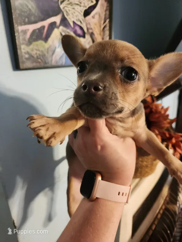 French Bullhuahua 1 – French Bulldog, Chihuahua puppy for sale in Morris, AL