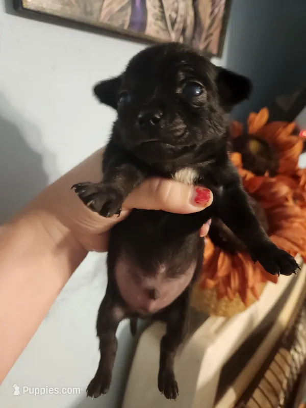 Ckc chihuahua  – Chihuahua puppy for sale in Morris, AL