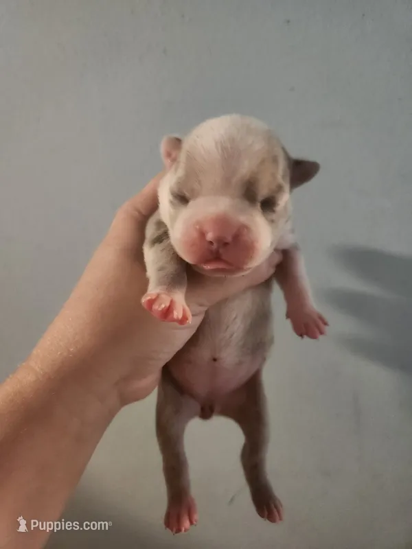 Merle female  – Boston Terrier puppy for sale in Morris, AL