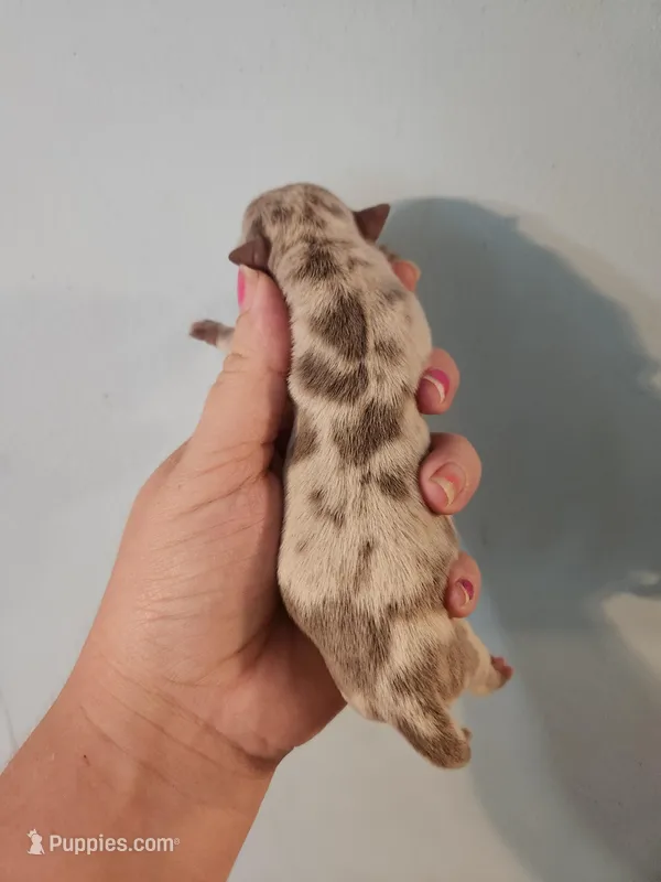 Ckc merle female chihuahua  – Chihuahua puppy for sale in Morris, AL