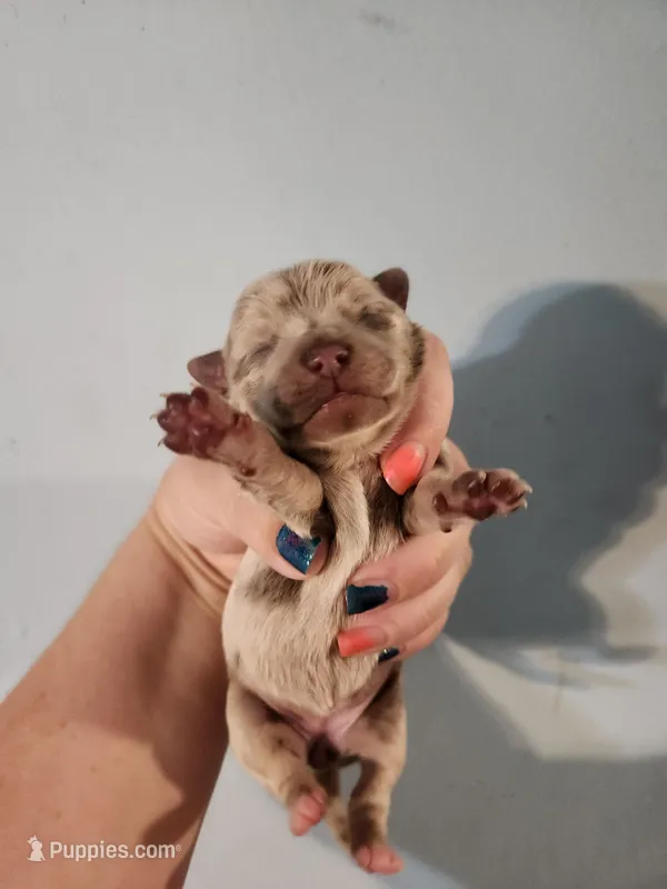 Ckc merle female chihuahua  – Chihuahua puppy for sale in Morris, AL