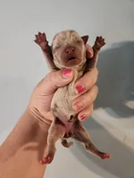 Ckc merle female chihuahua , a female Chihuahua for sale in Morris, AL – Photo 2 of 2