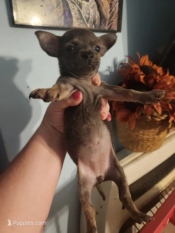 Ckc chihuahua  – Chihuahua puppy for sale in Morris, AL